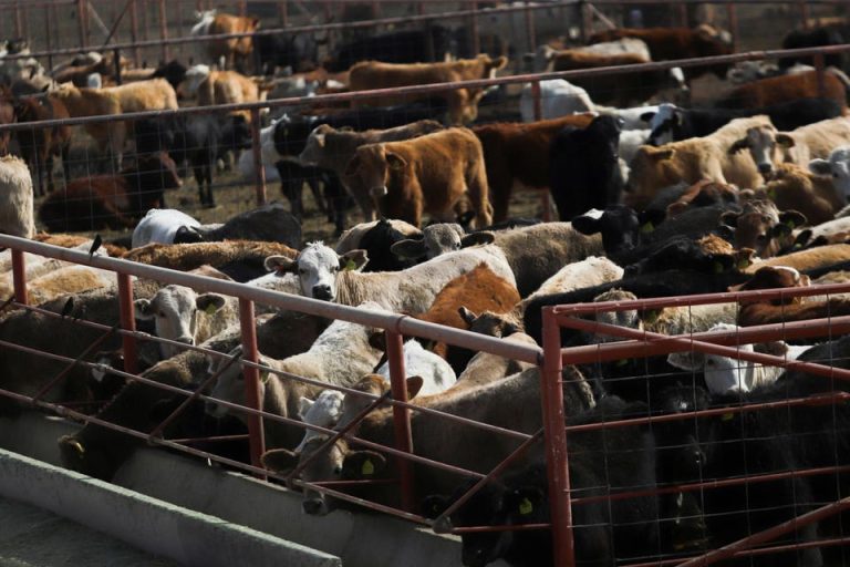 Arizona Dog Tests Positive For Screwworm As Fears Of Livestock Crisis Rise